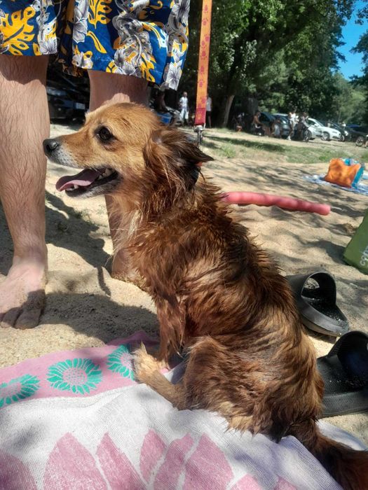 Cadela porte pequeno para dar