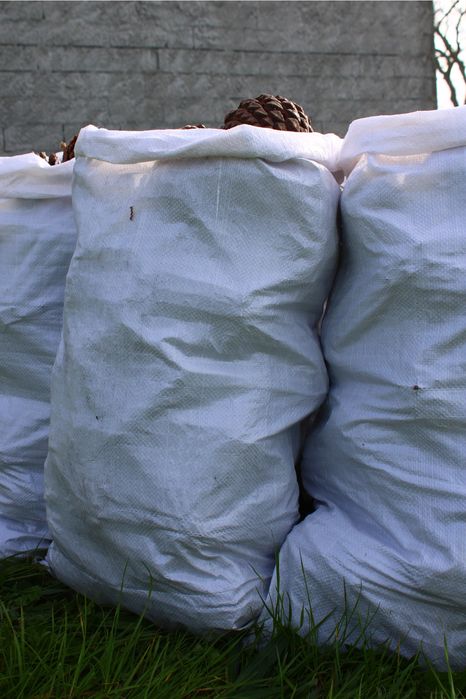 Pinhas Secas 100% Ecológicas