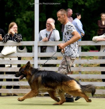 Немецкая овчарка длинник