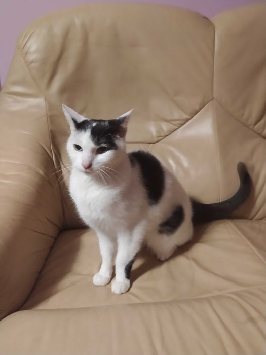 Kotka biało-czarna, Sosnowiec lub Kraków