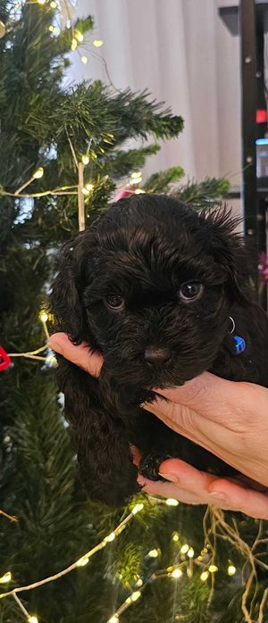 Havapoo F1 chłopczyk granatowa obroża