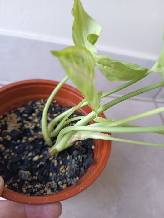 Syngonium Lemon Lime