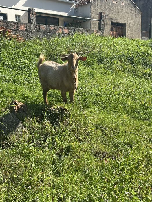 Cabras e cabritos