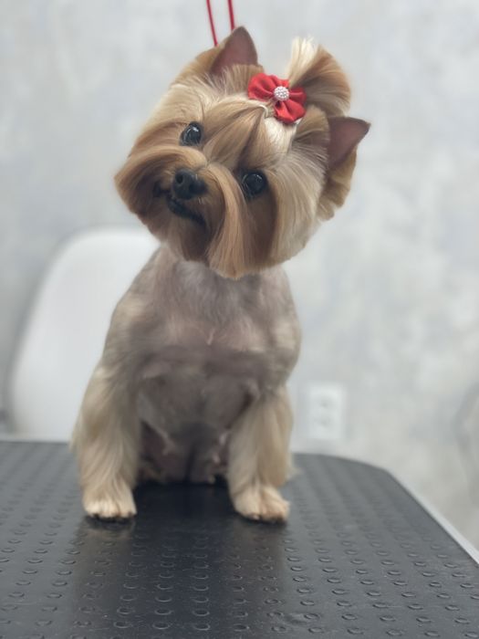 Послуги для тварин стрижка собак грумінг