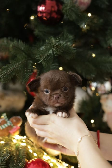 Chihuahua FCI chłopak