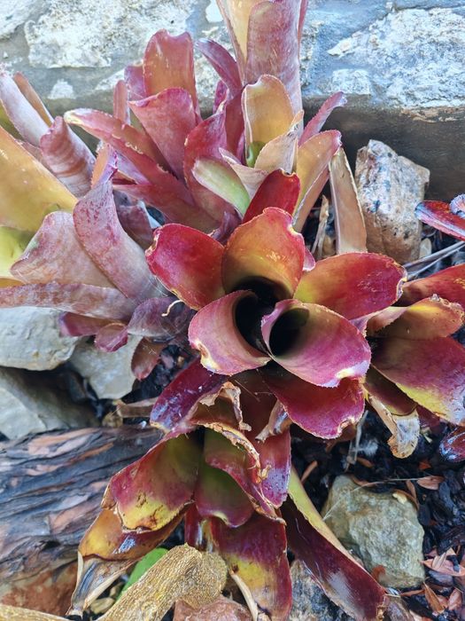 Váriadade de bromelias