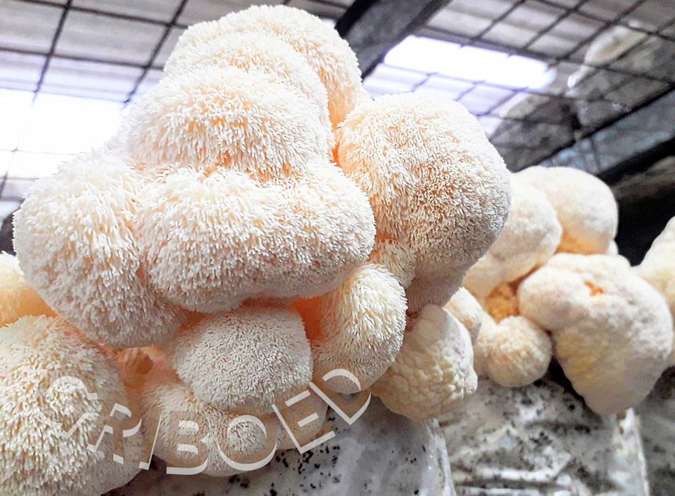 250 грамм - Ежевик гребенчатый (мицелий + плодовые тела). Лучшая цена!