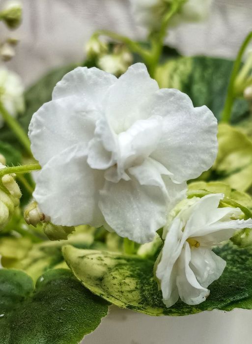 Фіалки сортовые детки