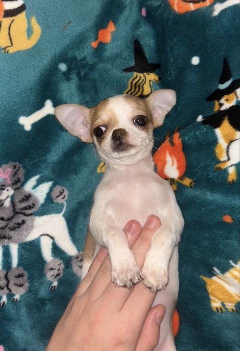 Cudowny piesek! Gotowy !!!