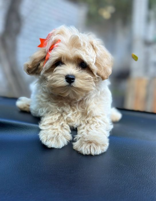 Мальтипу мальчик мини