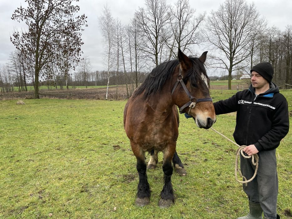 Sprzedam klacz zimnokrwista