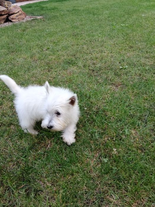 West Highland White Terrier sunia