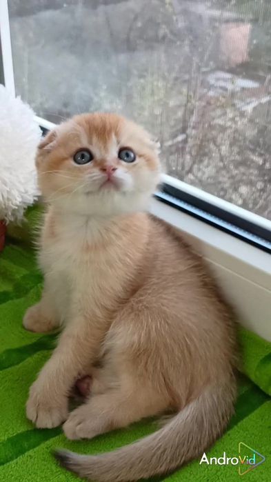 Вислоухий котик золотая шиншилла