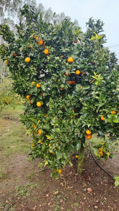 Laranjas, tangerinas e limões