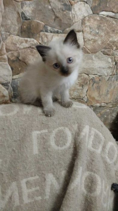 Невский маскарадный котёнок