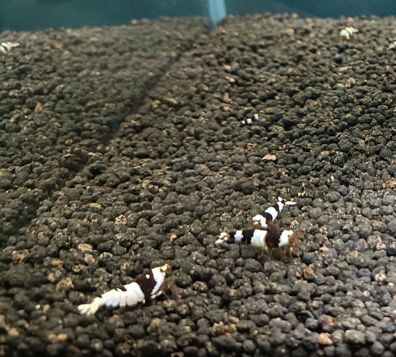 Pb Krewetki Caridina Crystal Black