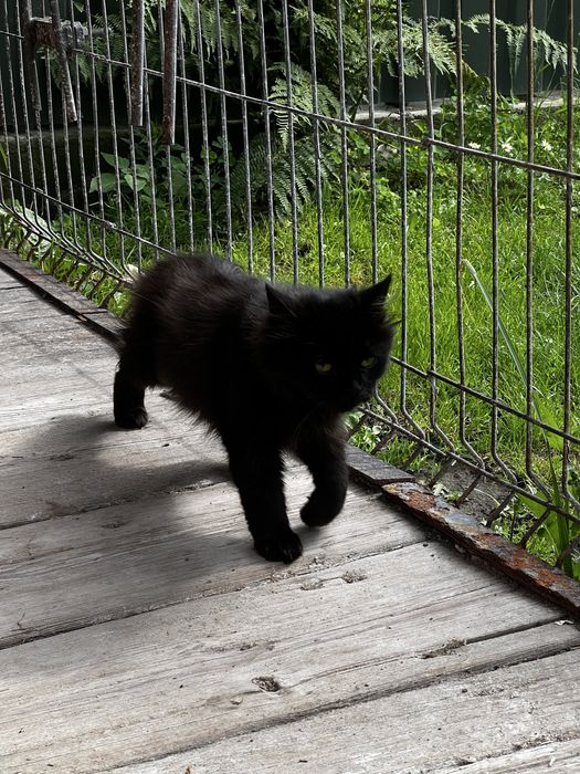 Віддам котиків в добрі руки