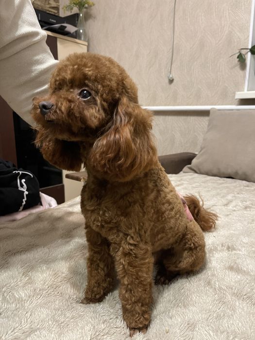 Пропонується вязка Той пуделя