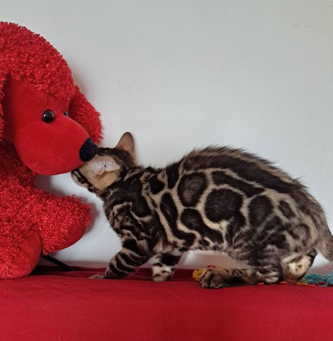 Бенгальский котик 3 месяца