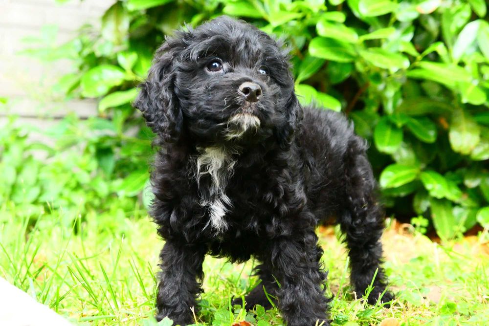 Cockapoo- Piękna zdrowa suczka- Badania Genetyczne!