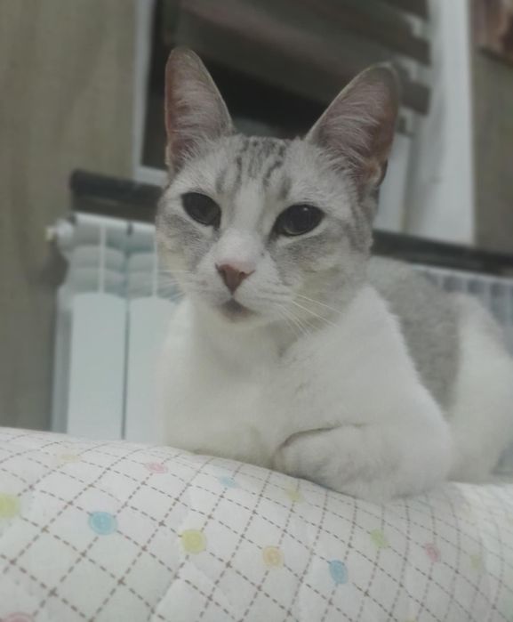 Кіт. Киця. Кошеня