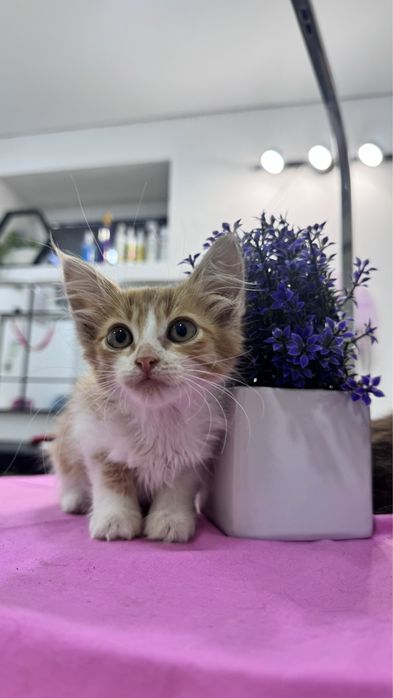 Отдам котят в хорошие руки ! 1,5-2меяца