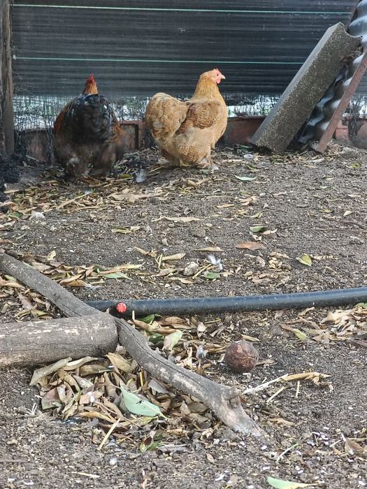 Casal de Pekin Perdiz
