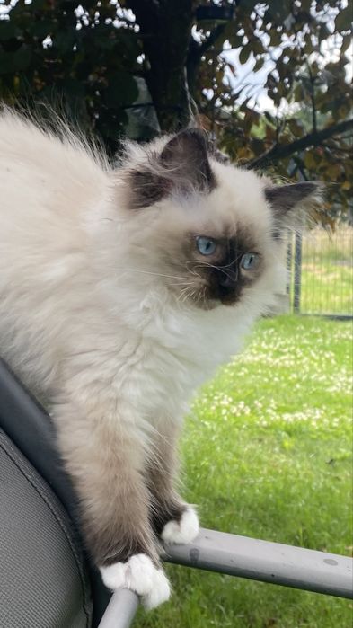 Kotka ragdoll gotowa do opuszczenia hodowli