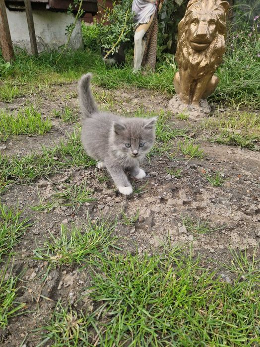 Віддам кошенят.