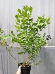 Borówka amerykańska