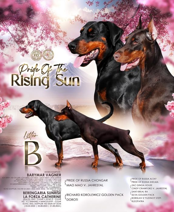 Топ цуценята. Найкращим власникам.