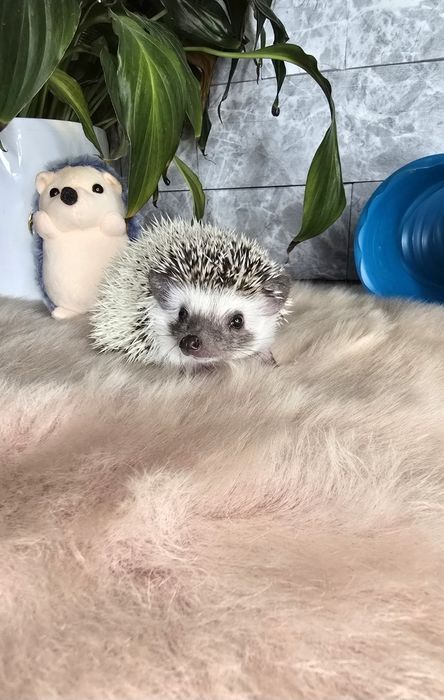 Afrykański jeż pigmejski samica