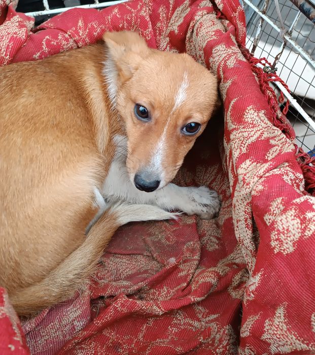 Дві собачки-лисички в добрі руки