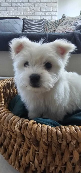 malańczyk dziewczynka do odbioru!!!