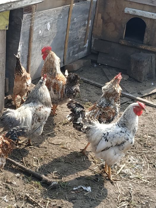 Меняю крупы любые (гречка, пшено, рис.,мука и так дале)на домашнии яца