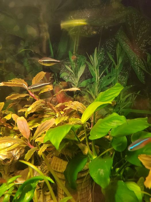 Продам водоросли что на фото. Без химии  выложены.