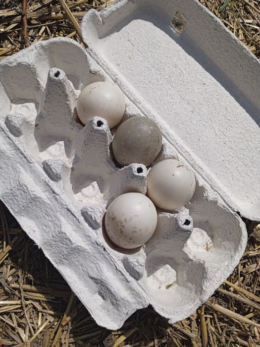 Продам. Инкубационные яйца уток каюга.