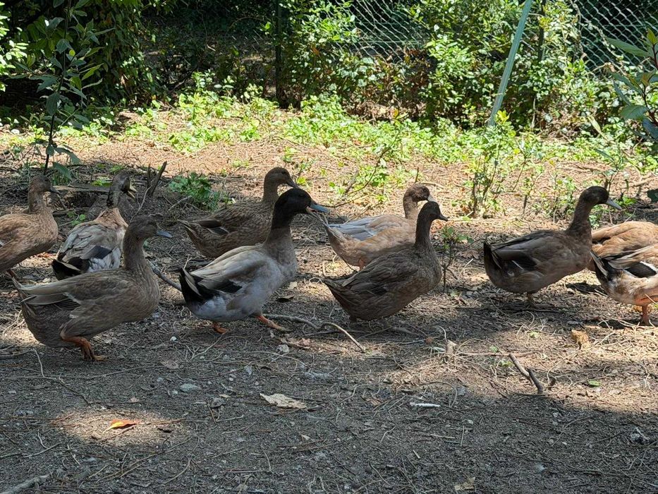 Casais de patos KAKHI CAMPBELL