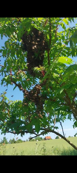 Pszczoły roje pszczele