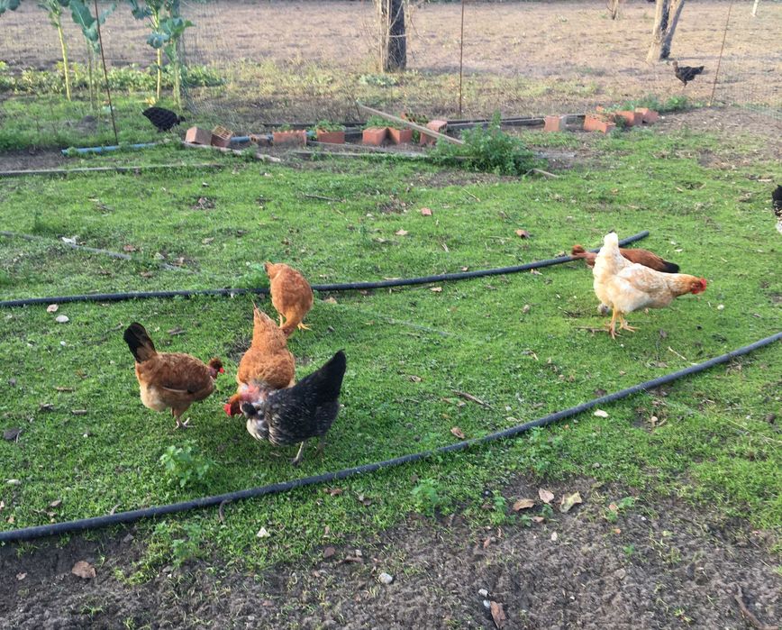 Ovos caseiros frescos- galinhas criadas ao ar livre (1/2 DUZIA)