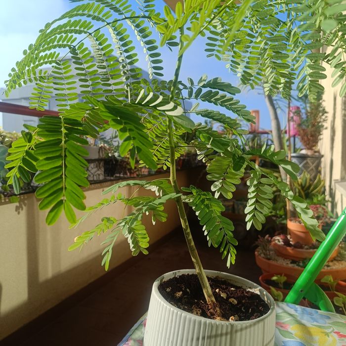 Flamboyant (Delonix regia) – 40 cm – Vaso Cerâmico Incluído