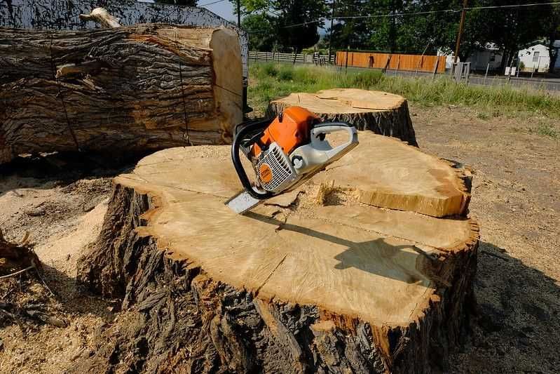 Wycinka drzew - pielęgnacja drzew