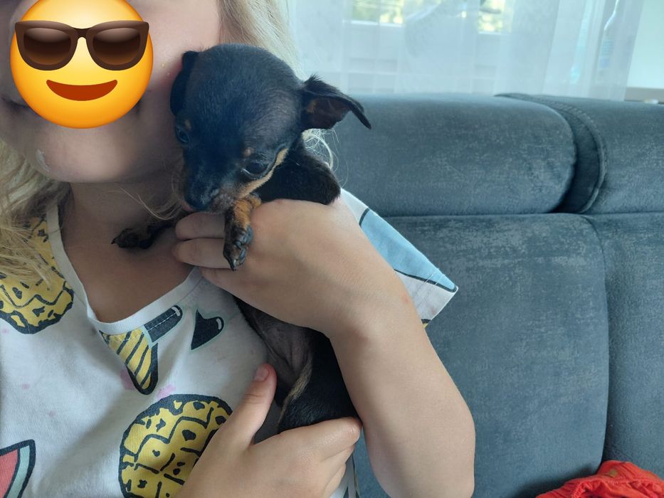 Ratlerek pinczerek sunia mini mini śliczna