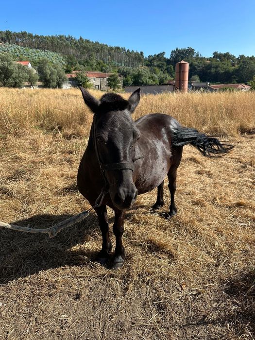Pónei macho manso preto por 450€