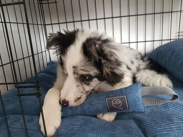 Klatka Kojec Transporter - Duża Klatka Kennelowa Dla Psa L- 92x57x63cm