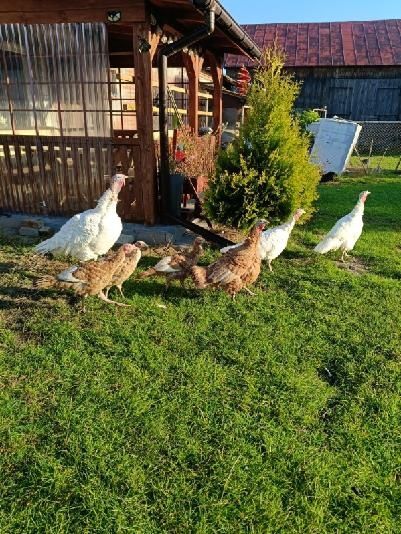 Sprzedam indyki białe i czerwone