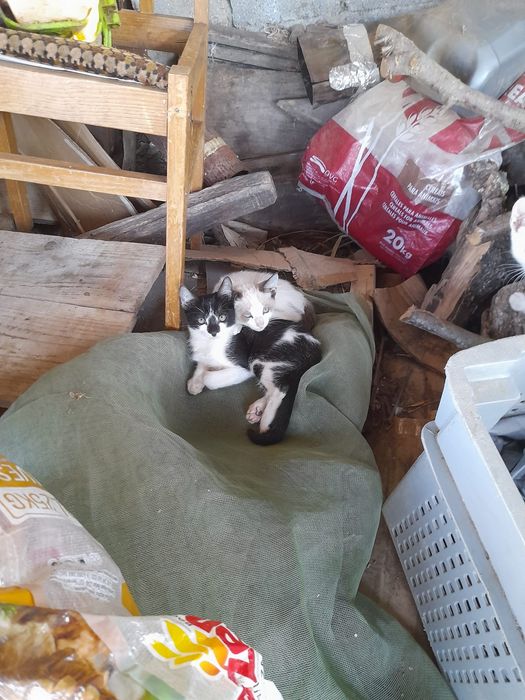 Gatinhas para adoção
