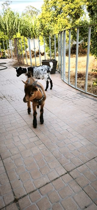 Cabras Anãs machos  com 6  meses . Muito meigos . Valor é dos 2