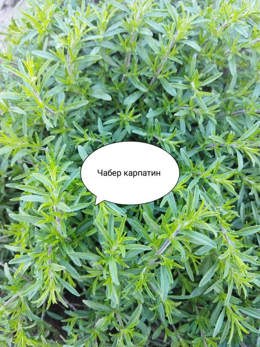 Пряні трави, м'ята, меліса.