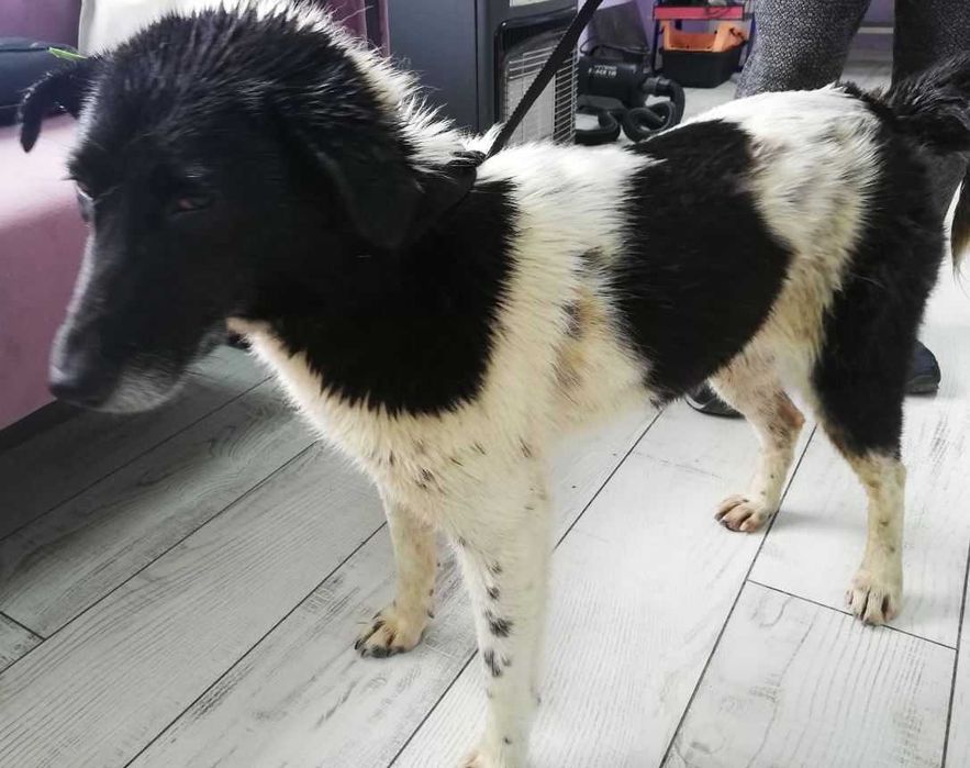 Надзвичайно добра і спокійна собака шукає дім